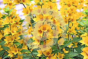 Yellow flowerses