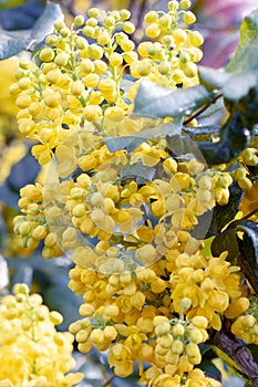 Yellow flowes of Mahonia. Mahonia in the early spring. Young plants. Yellow flower of mahonia. Green leaves of mahonia