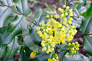 Yellow flowes ofMahonia. Mahonia in the early spring. Young plants. Yellow flower of mahonia. Green leaves of mahonia