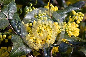 Yellow flowes ofMahonia. Mahonia in the early spring. Young plants. Yellow flower of mahonia. Green leaves of mahonia