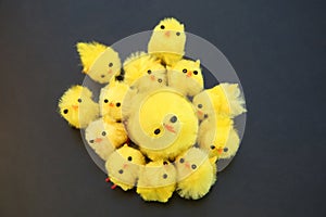 Yellow fluffy baby chicks for Easter cake decorations ready for easter against a dark background