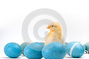 Yellow fluffy Easter chick amid blue speckled eggs