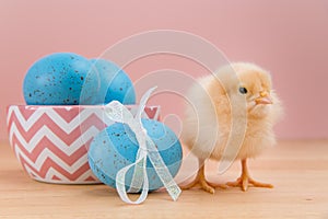 Yellow fluffy Easter chick looks at camera with blue speckled eggs