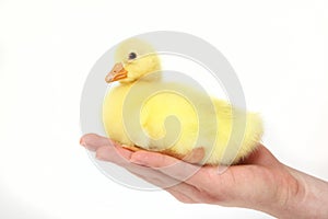 A yellow fluffy gosling in the hand