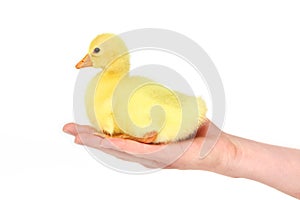A yellow fluffy gosling in the hand