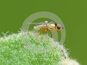 Yellow Fly On A Fuzzy Plant