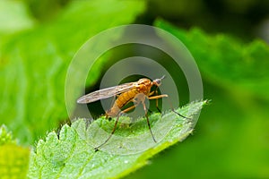 Yellow fly-scorpion on a blade of grass in a natural environment, forest, summer sunlight photo