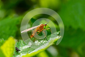 Yellow fly-scorpion on a blade of grass in a natural environment, forest, summer sunlight