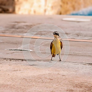 yellow flying bird posing