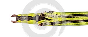 Yellow Flying Stick, Necroscia annulipes, phasma