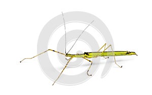 Yellow Flying Stick, Necroscia annulipes, phasma photo