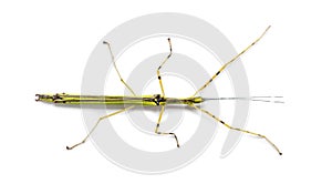 Yellow Flying Stick, Necroscia annulipes, phasma photo