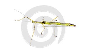 Yellow Flying Stick, Necroscia annulipes, phasma photo