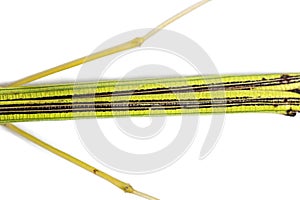 Yellow Flying Stick, Necroscia annulipes, phasma