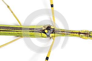 Yellow Flying Stick, Necroscia annulipes, phasma photo