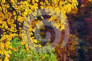 yellow foliage in autumn forest