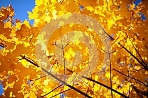 Yellow foliage on a branches of a tree. Autumn leaves on the sun. Fall