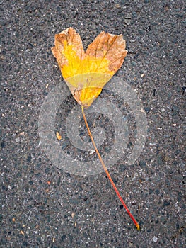 Yellow foliage leaf in the shape of a heart