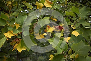 Yellow foliage of liriodendron tulipifera tree in autumn