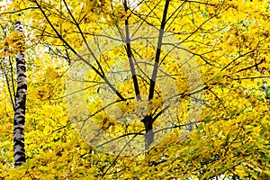 yellow foliage of maple tree and birch tree trunk