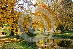 The yellow foliage on trees in Olexandria Park