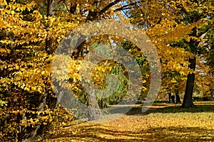 The yellow foliage on trees in Olexandria Park