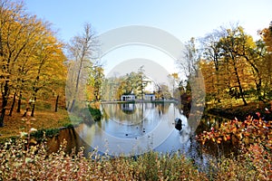 The yellow foliage on trees in Olexandria Park