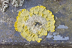Yellow foliose lichen