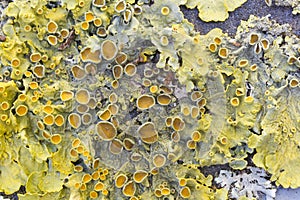 Yellow foliose lichen