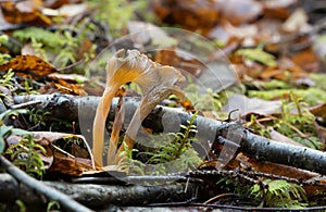 Yellow foot, Cantharellus lutescens