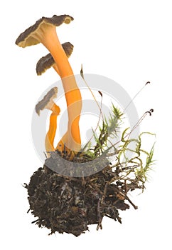 Yellow foot, cantharellus lutescens isolated on white background