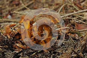 Yellow Foot fungus