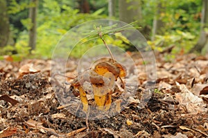 Yellow Foot fungus