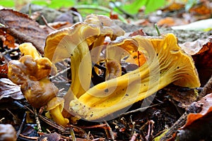 Yellow Foot mshrooms in natural habitat