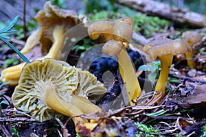 Yellow foot mushrooms in natural habitat