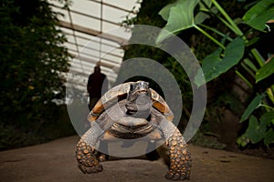 Yellow Footed Amazon Tortoise