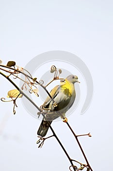 Yellow footed green pigeons