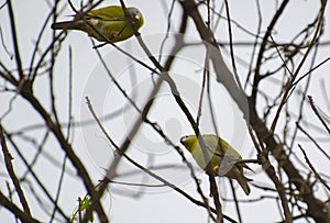 Yellow-footed Green Pigeons Perching on Leaf Less Tree