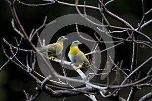 Yellow footed pigeons