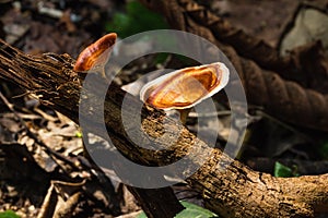 Yellow footed polypore