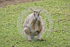 Yellow footed rock wallaby