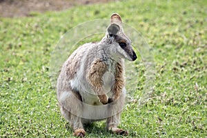 Yellow footed rock wallaby