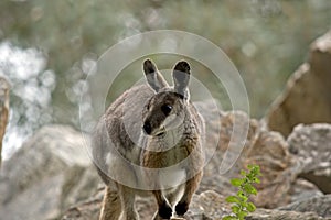 Yellow footed rock wallaby