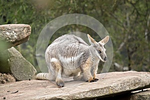 Yellow footed rock wallaby