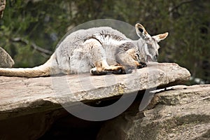 Yellow footed rock wallaby