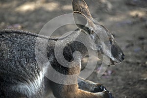 Yellow footed rock Wallaby