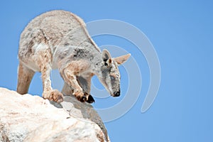 Yellow footed rock wallaby