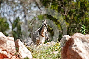 Yellow footed rock wallaby