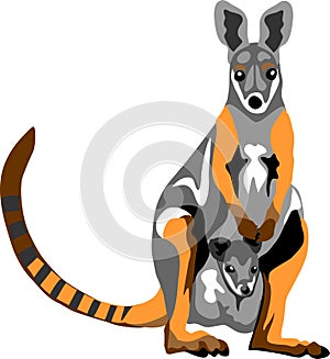 Yellow footed rock wallaby