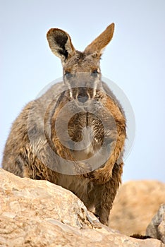 Yellow footed rock wallaby